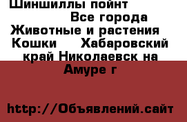 Шиншиллы пойнт ns1133,ny1133. - Все города Животные и растения » Кошки   . Хабаровский край,Николаевск-на-Амуре г.